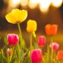 Close up of field of flowering tulips at sunset