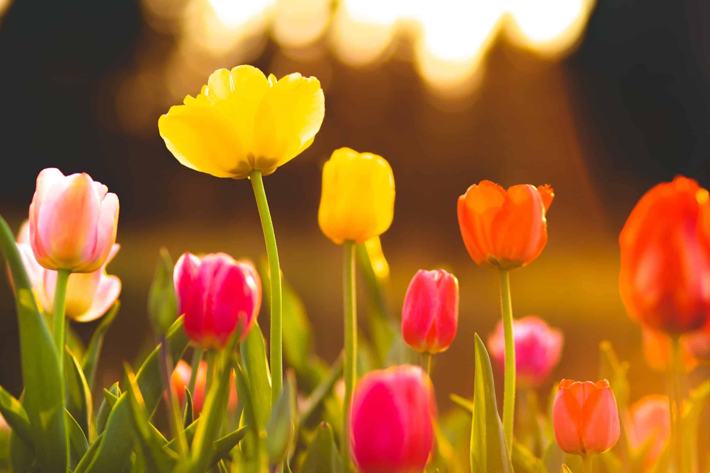 Close up of field of flowering tulips at sunset